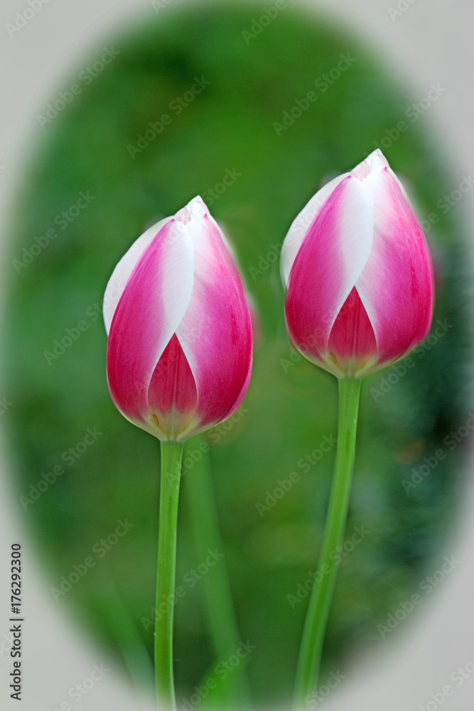 Pink and white striped tulips against a natural green background Pink and white striped tulips against a natural green background
