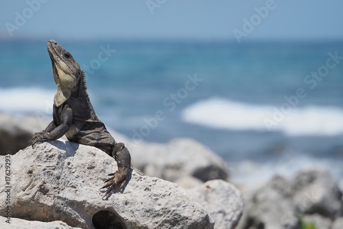 iguana near the sea