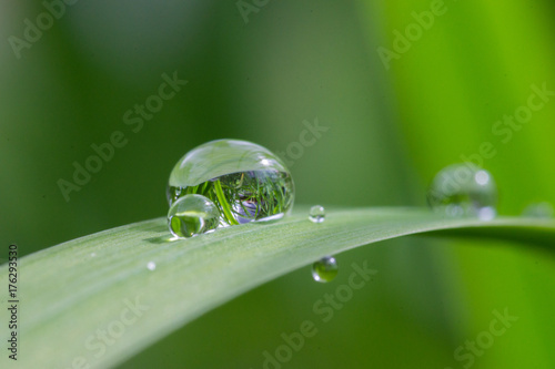 Refracting Water Drop on Leaf
