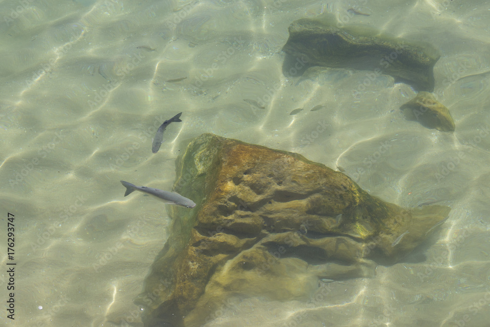 Obraz premium Fish in the transparent ocean water.