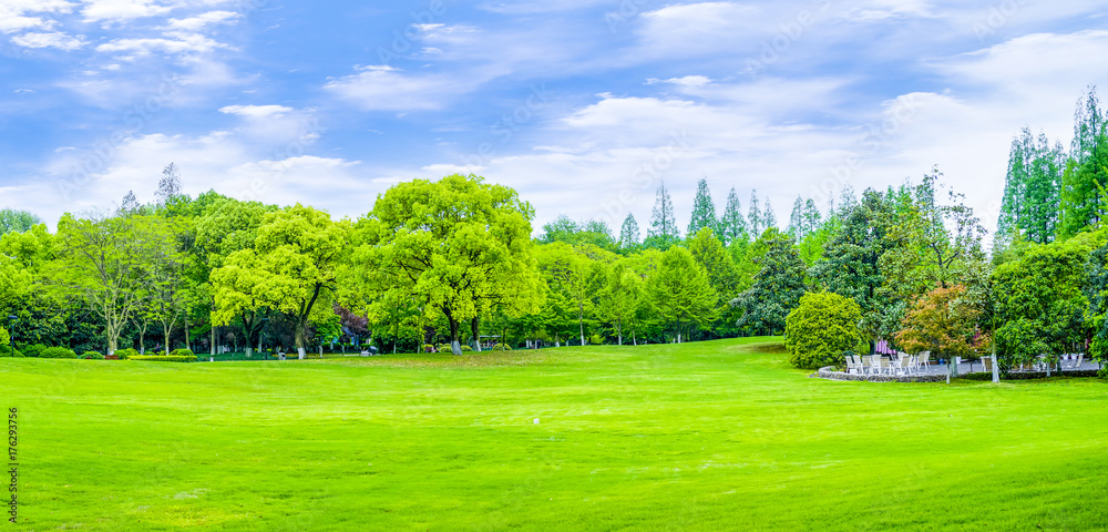 Obraz premium Park green trees