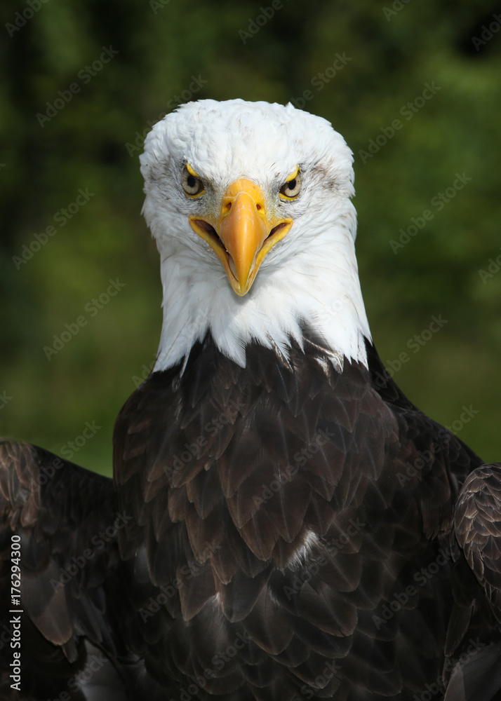 Weißkopfseeadler frontal mit direktem Blick in die Kamera Weißkopfseeadler frontal mit direktem Blick in die Kamera