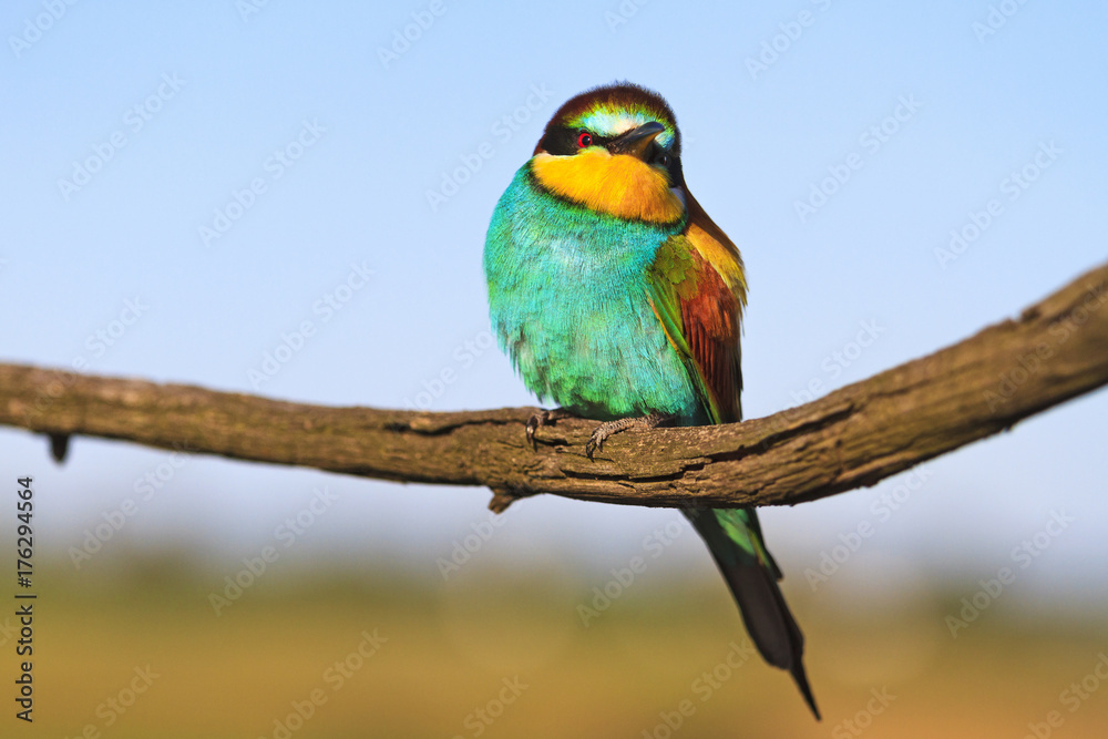 wild bird with colorful plumage sits on a dry branch