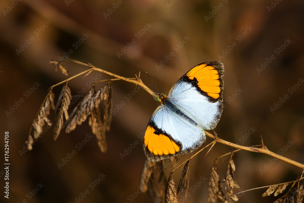 Naklejka premium White orange tip butterfly