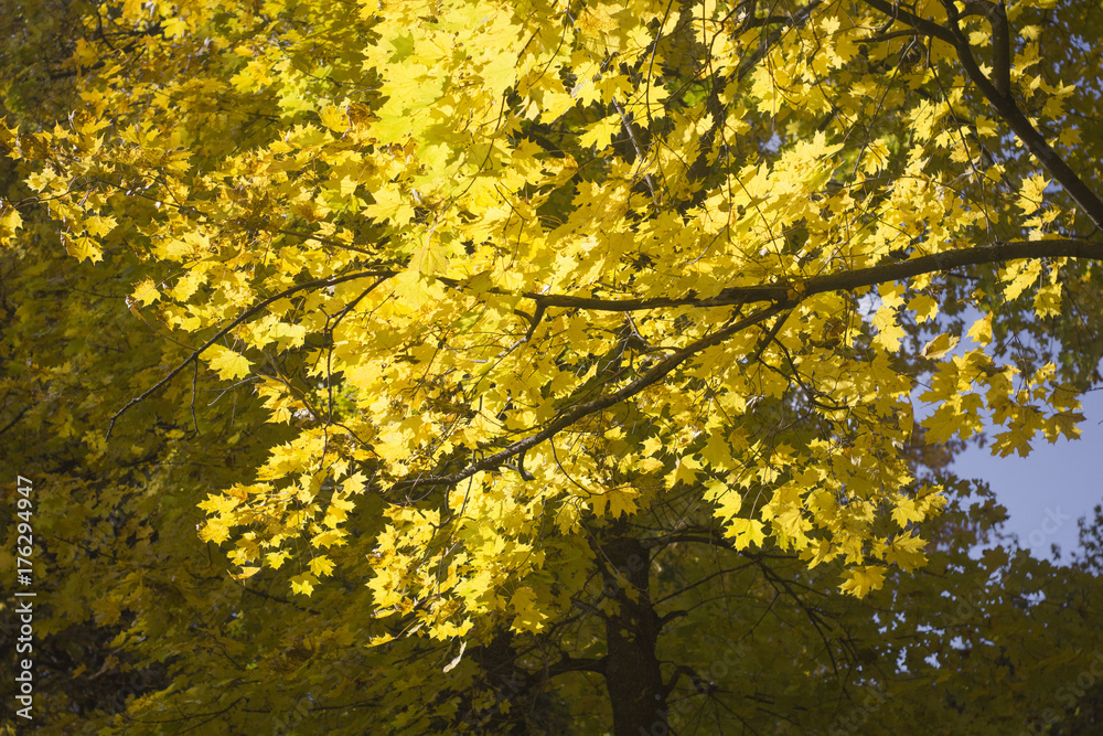 Autumn Leaves of the Maple are illuminated by the Sun's rays Autumn Leaves of the Maple are illuminated by the Sun's rays