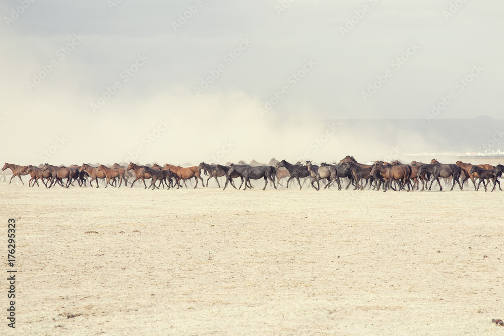 plain with beautiful horses in sunny summer day in Turkey. Horse herd run fast in desert dust against dramatic sunset sky. plain with beautiful horses in sunny summer day in Turkey. Horse herd run fast in desert dust against dramatic sunset sky.