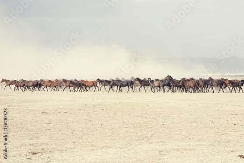 plain with beautiful horses in sunny summer day in Turkey. Horse herd run fast in desert dust against dramatic sunset sky. 