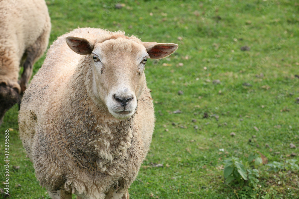 Fototapeta premium grazing sheep