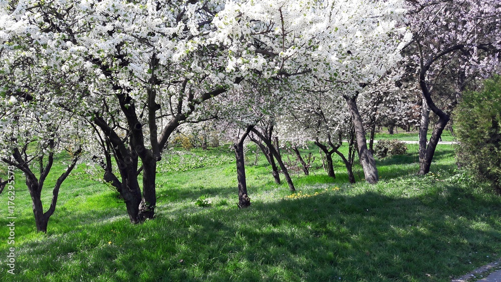 Spring trees in the park Spring trees in the park
