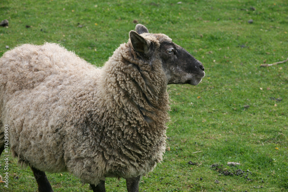 Fototapeta premium grazing sheep