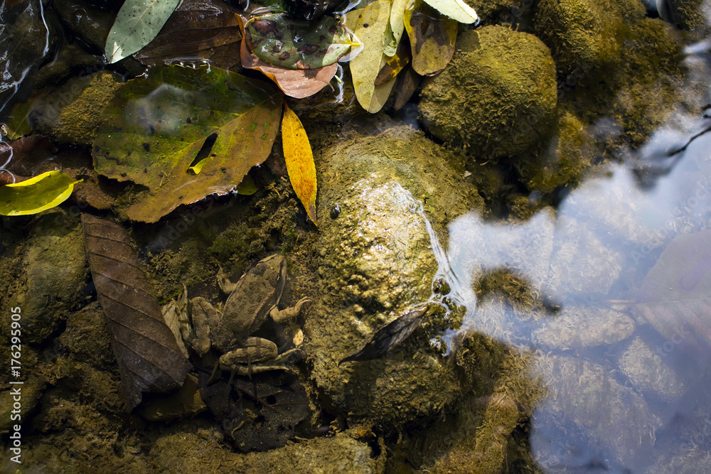 colorful autumn background frog in the river, fallen leaves and wet stones, Crimean nature in October