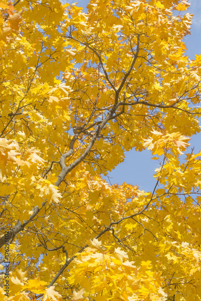 Autumn Leaves of the Maple are illuminated by the Sun's rays Autumn Leaves of the Maple are illuminated by the Sun's rays
