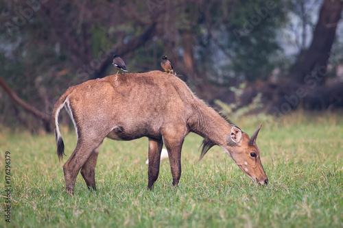 Male Nilgai (Boselaphus tragocamelus) with Brahmini mynas sitting on him in Keoladeo National Park, Bharatpur, India photo