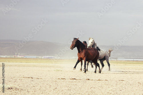 plain with beautiful horses in sunny summer day in Turkey. Herd of thoroughbred horses. mustang with steppe