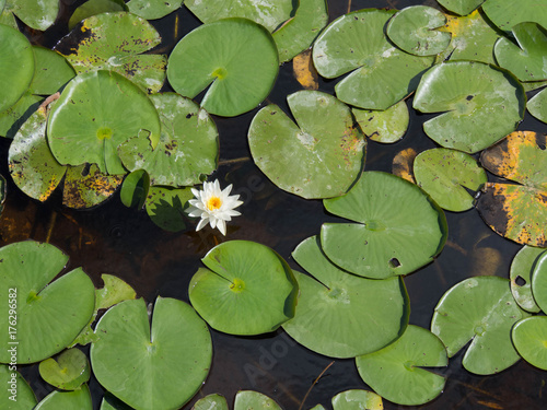 Fototapeta Naklejka Na Ścianę i Meble -  Lillies from Above