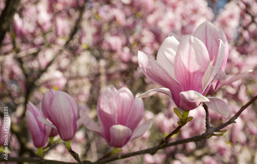 beautiful spring background. Magnolia flowers closeup on a branch. blurred background of blossoming garden © Pellinni