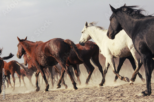 Fototapeta Naklejka Na Ścianę i Meble -  plain with beautiful horses in sunny summer day in Turkey. Herd of thoroughbred horses. Horse herd run fast in desert dust against dramatic sunset sky. wild horses 