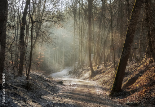 Sonnenstrahlen auf einem Waldweg