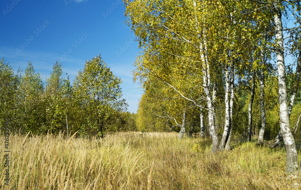 Obraz premium Birch grove in autumn season