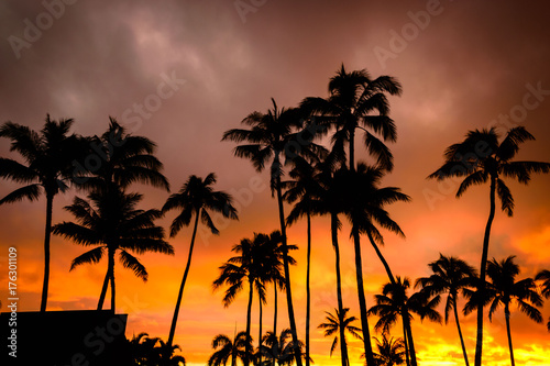 Palm Trees © Chaz