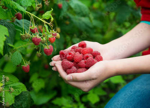 Woman hands with big red raspberries
