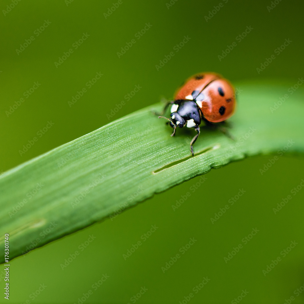 Ladybug on grass macro close up Ladybug on grass macro close up