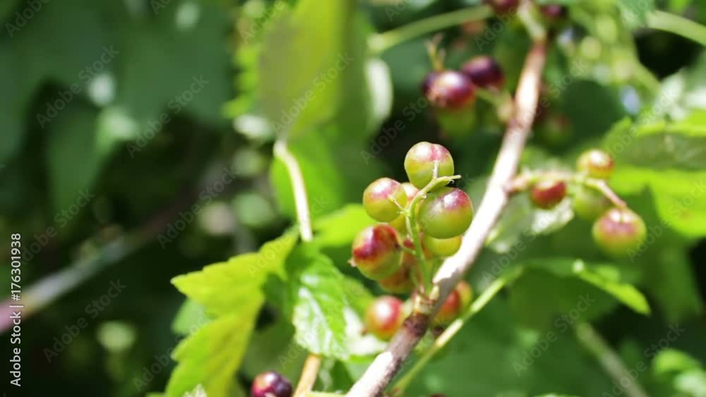 Unripe berries are still green cherries on tree Unripe berries are still green cherries on tree