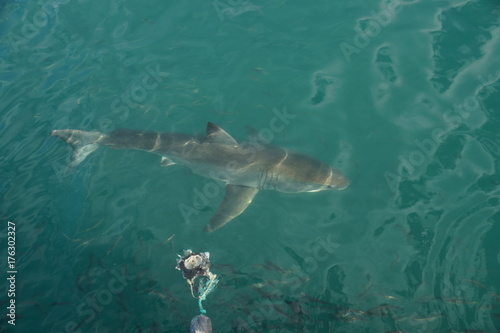 Great White Shark