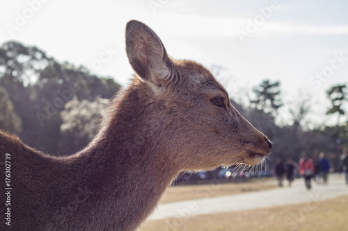 Nara Deer Park, Portrait, Afternoon Sun photo