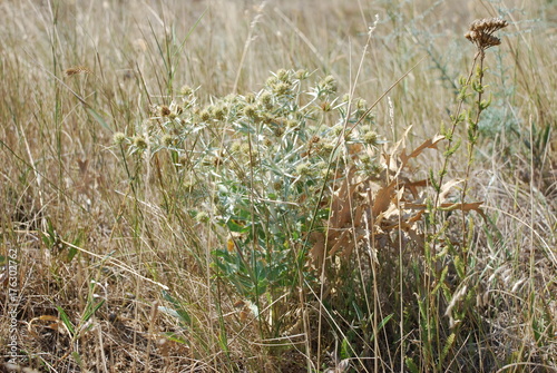 grass