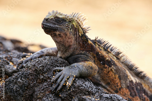 Marine iguana on Santiago Island  Galapagos National Park  Ecuador