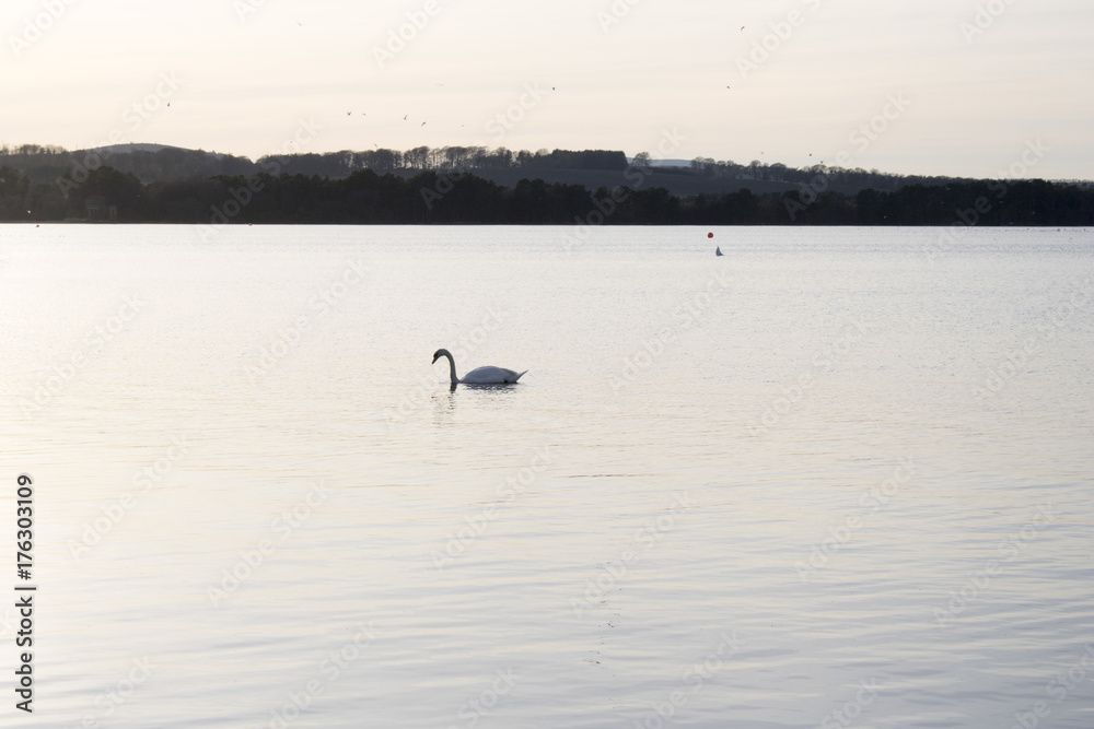 Swan on Loch at Sunset