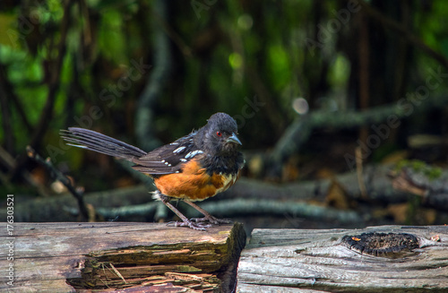 Isolated close up towhee on a log photo