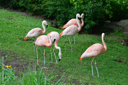 Flamingos in the grass