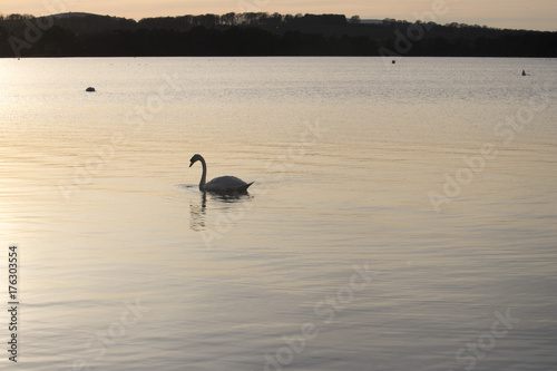 Swan on Loch at Sunset