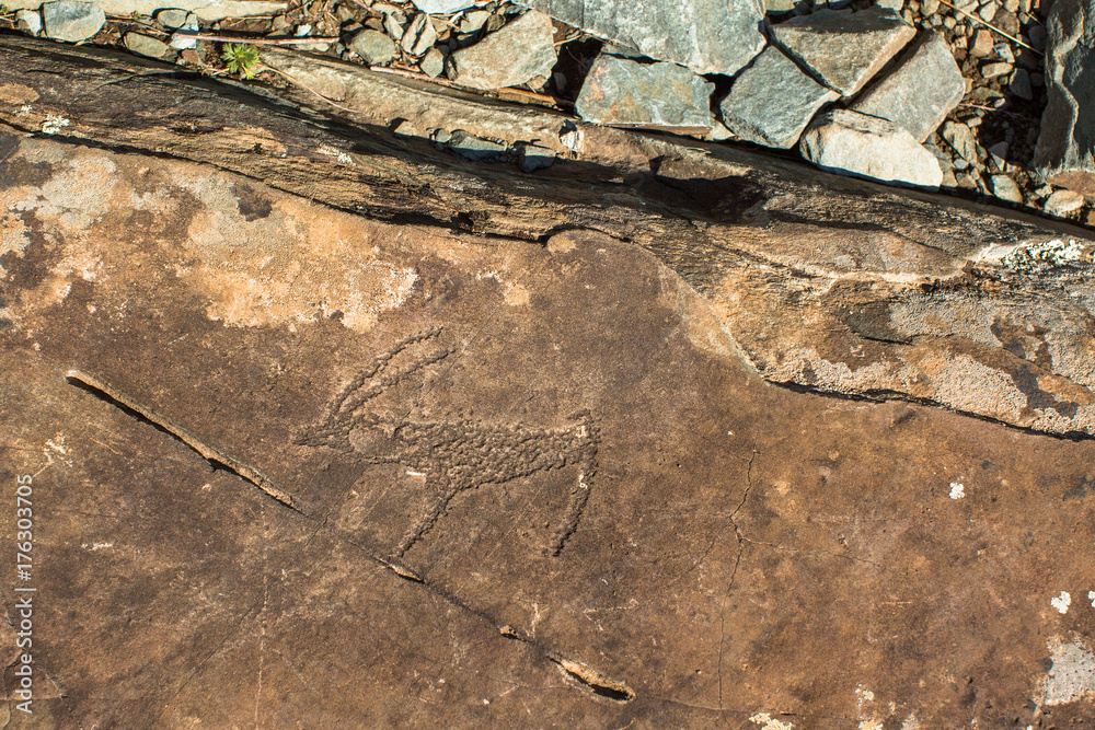 Petroglyphs of Altay. Ancient rock paintings in the Altai Mountains, Russia. Petroglyphs of Altay. Ancient rock paintings in the Altai Mountains, Russia.