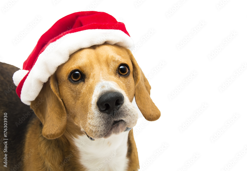surprised santa dog, cute beagle in Santa Claus costume isolated on white background surprised santa dog, cute beagle in Santa Claus costume isolated on white background