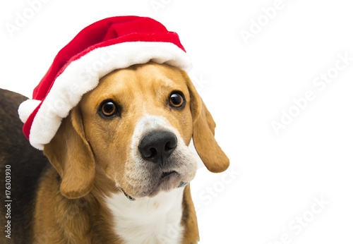 surprised santa dog, cute beagle in Santa Claus costume isolated on white background © HappyHaus
