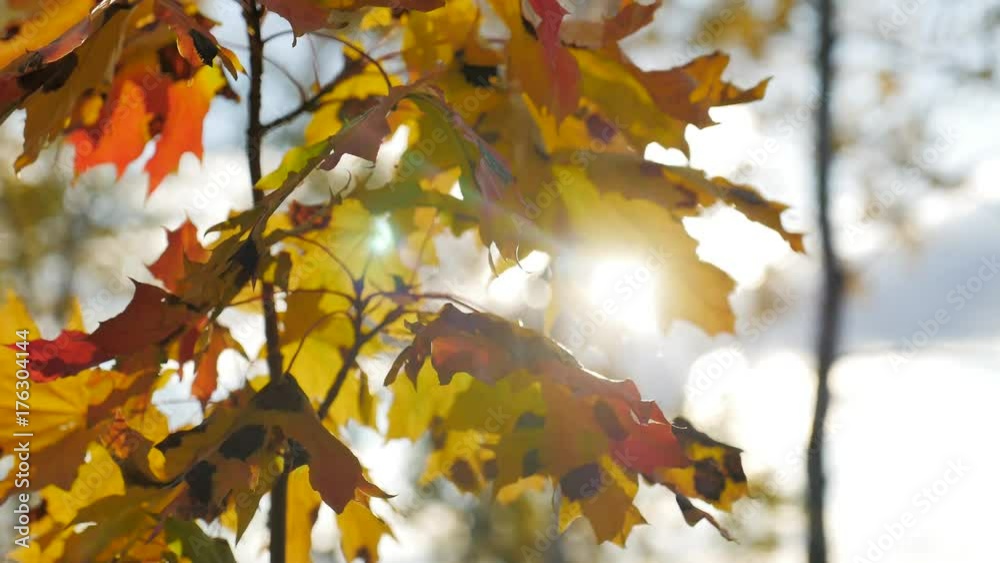 fallen leaves in autumn forest at sunny weather fallen leaves in autumn forest at sunny weather