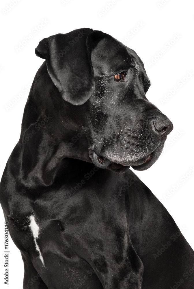 Studio portrait of Great Dane dog