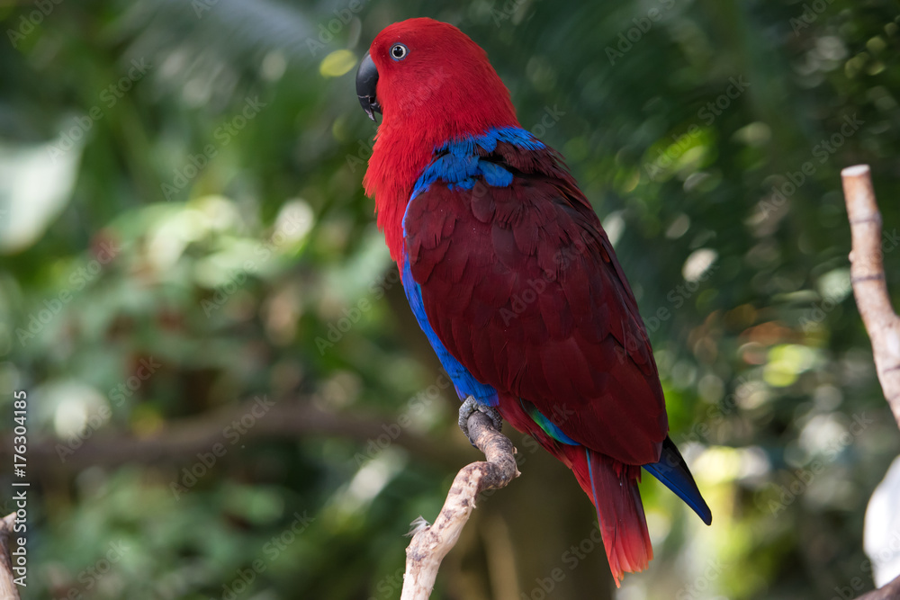 Fototapeta premium Isolated Red and blue macaw side view