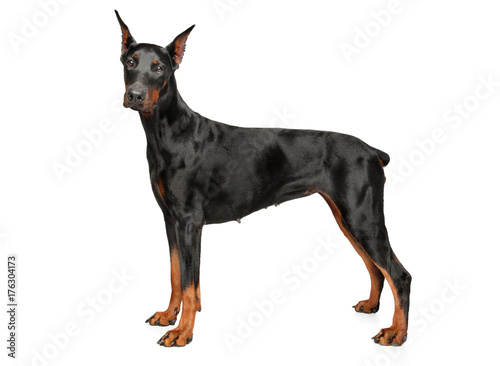 Tablou canvas Young Doberman on white background