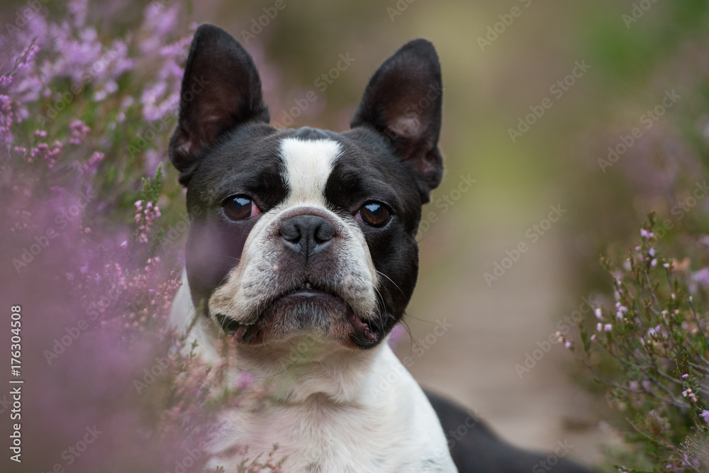 Boston Terrier