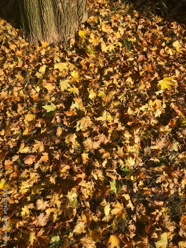 Dry fallen autumn leaves with tree Dry fallen autumn leaves with tree