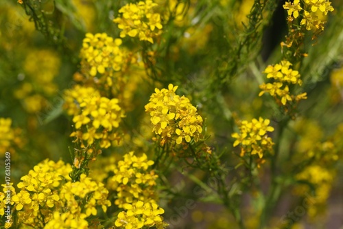 Flowers of hedge mustard