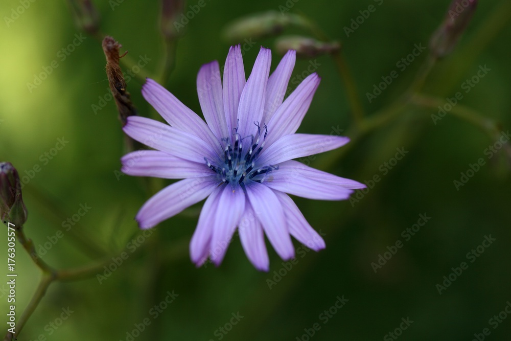 Flower of a mountain lettuce Flower of a mountain lettuce