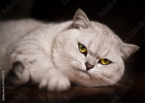 Fotografie Burmilla Shorthair