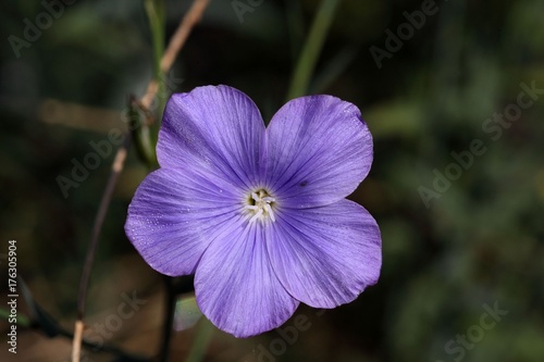 Flower of perennial or blue flax