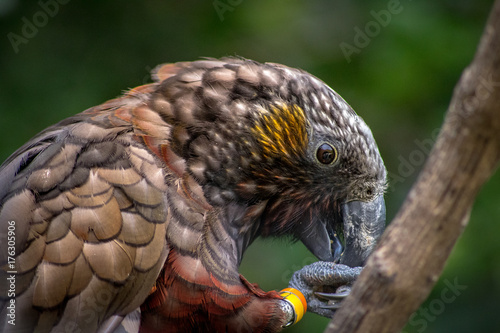 NZ Kaka Brown Parrot photo