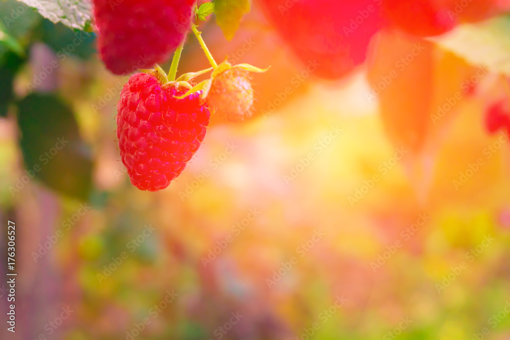 raspberry bushes Stock Photo Adobe Stock